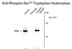 Anti-TPH1 (phospho Ser260) antibody used in Western Blot (WB). GTX82573