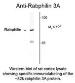 Anti-Rabphilin 3A antibody used in Western Blot (WB). GTX82604
