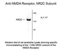 Anti-NMDAR2C antibody used in  (). GTX82629