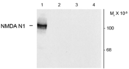 Anti-NMDAR1 (splice variant N1) antibody used in Western Blot (WB). GTX82637