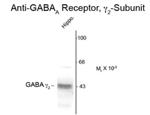 Anti-GABA A Receptor gamma 2 antibody used in Western Blot (WB). GTX82676