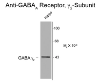Anti-GABA A Receptor gamma 2 antibody used in Western Blot (WB). GTX82677
