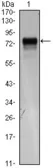 Anti-VEGF Receptor 3 antibody [4H4] used in Western Blot (WB). GTX82824