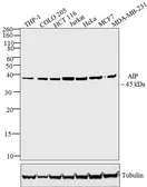 Anti-ARA9 antibody used in Western Blot (WB). GTX82866