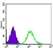 Anti-CDC2 antibody [8C5A7F10] used in Flow cytometry (FCM). GTX82994