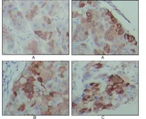 Anti-PEG10 antibody [4C10A7] used in IHC (Paraffin sections) (IHC-P). GTX83100