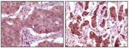 Anti-ERK2 antibody [4C11] used in IHC (Paraffin sections) (IHC-P). GTX83148
