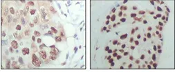 Anti-HDAC3 antibody [3A7B5] used in IHC (Paraffin sections) (IHC-P). GTX83172