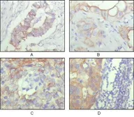 Anti-CD166 antibody [10F1G12] used in IHC (Paraffin sections) (IHC-P). GTX83191