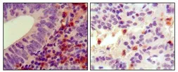 Anti-HCK antibody [3D12E10] used in IHC (Paraffin sections) (IHC-P). GTX83203