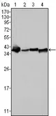 Anti-Nucleophosmin antibody [7H10B9] used in Western Blot (WB). GTX83217