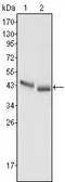 Anti-PGA5 antibody [2C1] used in Western Blot (WB). GTX83306