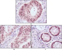 Anti-FOXA2 antibody [7H4B7] used in IHC (Paraffin sections) (IHC-P). GTX83342