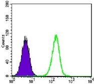 Anti-TCF3 / E2A antibody [6B8] used in Flow cytometry (FCM). GTX83355