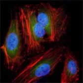Anti-MEK2 antibody [7F5] used in Immunocytochemistry/ Immunofluorescence (ICC/IF). GTX83358