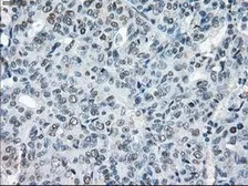 Anti-XRCC4 antibody [4H9] used in IHC (Paraffin sections) (IHC-P). GTX83406