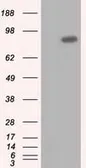 Anti-USP5 antibody [2F5] used in Western Blot (WB). GTX83431