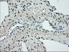 Anti-STK39 antibody [3C12] used in IHC (Paraffin sections) (IHC-P). GTX83541