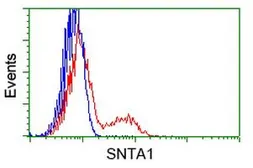 Anti-Syntrophin alpha 1 antibody [2B9] used in Flow cytometry (FCM). GTX83606
