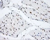 Anti-SHC1 antibody [3A1] used in IHC (Paraffin sections) (IHC-P). GTX83656