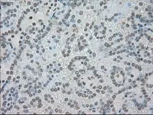 Anti-SATB1 antibody [13D6] used in IHC (Paraffin sections) (IHC-P). GTX83682