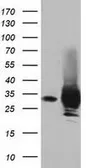 Anti-PYCR2 antibody [4A10] used in Western Blot (WB). GTX83752