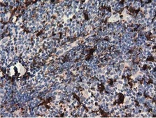 Anti-Pleckstrin antibody [4G6] used in IHC (Paraffin sections) (IHC-P). GTX83874