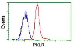 Anti-Pyruvate Kinase (liver/RBC) antibody [1C7] used in Flow cytometry (FCM). GTX83878