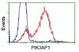 Anti-PIK3AP1 antibody [7A11] used in Flow cytometry (FCM). GTX83893