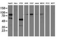 Anti-PIK3AP1 antibody [7G9] used in Western Blot (WB). GTX83898
