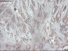 Anti-PDX1 antibody [2A12] used in IHC (Paraffin sections) (IHC-P). GTX83919