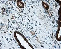 Anti-MTRF1L antibody [1B3] used in IHC (Paraffin sections) (IHC-P). GTX84071