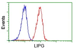 Anti-Endothelial Lipase / LIPG antibody [4A8] used in Flow cytometry (FCM). GTX84191