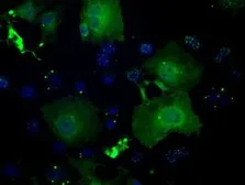 Anti-GBP2 antibody [4E7] used in Immunocytochemistry/ Immunofluorescence (ICC/IF). GTX84442