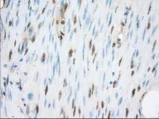 Anti-ERCC1 antibody [2A7] used in IHC (Paraffin sections) (IHC-P). GTX84550