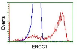 Anti-ERCC1 antibody [2A9] used in Flow cytometry (FCM). GTX84555