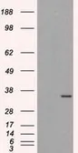 Anti-ELAVL1 / HuR antibody [14F4] used in Western Blot (WB). GTX84577