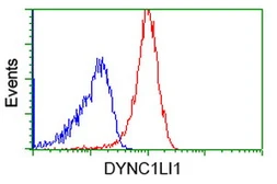 Anti-DYNC1LI1 antibody [2E8] used in Flow cytometry (FCM). GTX84594