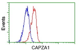 Anti-CAPZA1 antibody [2G4] used in Flow cytometry (FCM). GTX84737