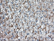 Anti-C17orf28 antibody [2F4] used in IHC (Paraffin sections) (IHC-P). GTX84750