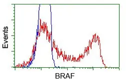Anti-B-Raf antibody [1E2] used in Flow cytometry (FCM). GTX84806