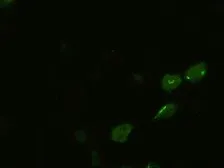 Anti-BMP4 antibody [6B7] used in Immunocytochemistry/ Immunofluorescence (ICC/IF). GTX84821