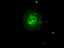 Anti-Aurora C antibody [10A7] used in Immunocytochemistry/ Immunofluorescence (ICC/IF). GTX84838