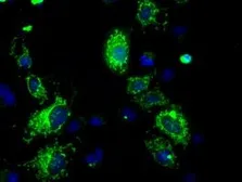 Anti-ATP5B antibody [7F4] used in Immunocytochemistry/ Immunofluorescence (ICC/IF). GTX84843