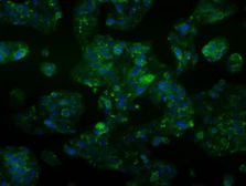 Anti-ALDH2 antibody [4H2] used in Immunocytochemistry/ Immunofluorescence (ICC/IF). GTX84890