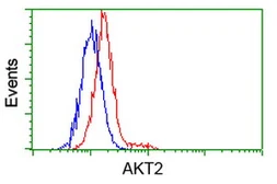 Anti-AKT2 antibody [4H7] used in Flow cytometry (FCM). GTX84908