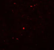 Anti-MOX1 antibody used in IHC (Paraffin sections) (IHC-P). GTX84998