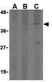 Anti-CTRP2 antibody used in Western Blot (WB). GTX85078