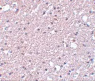 Anti-TMEM184A antibody used in IHC (Paraffin sections) (IHC-P). GTX85194