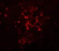 Anti-LZTR2 antibody used in IHC (Paraffin sections) (IHC-P). GTX85204